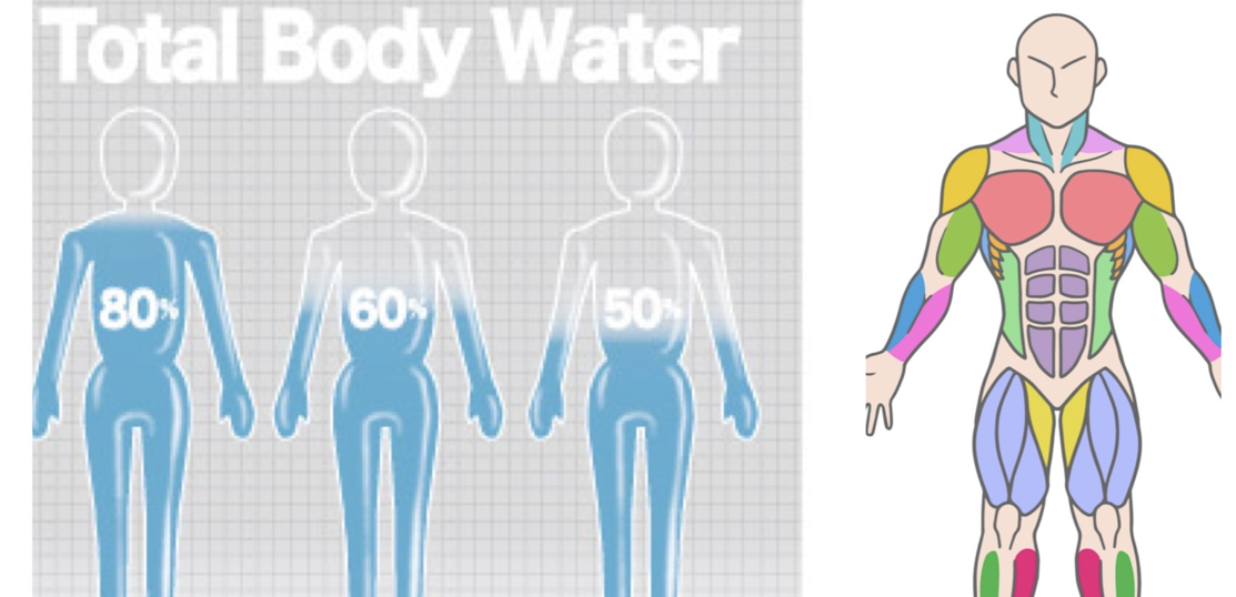 筋肉は身体の水分貯蔵庫！って知ってますか？
